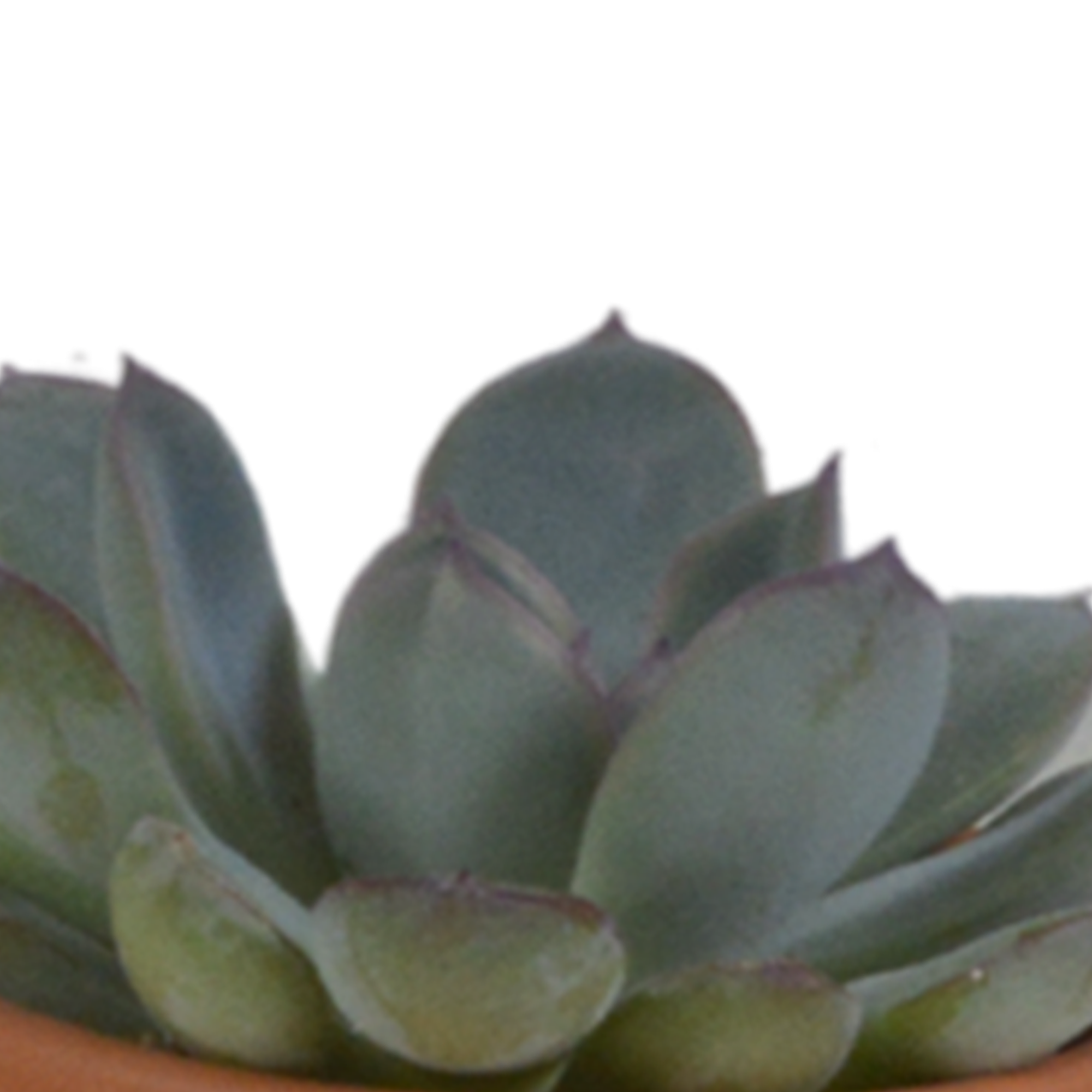 5x Mélange de plantes grasses - en pot terracotta - Ø5,5cm - ↕13cm - Plantes d’intérieur - Image 8