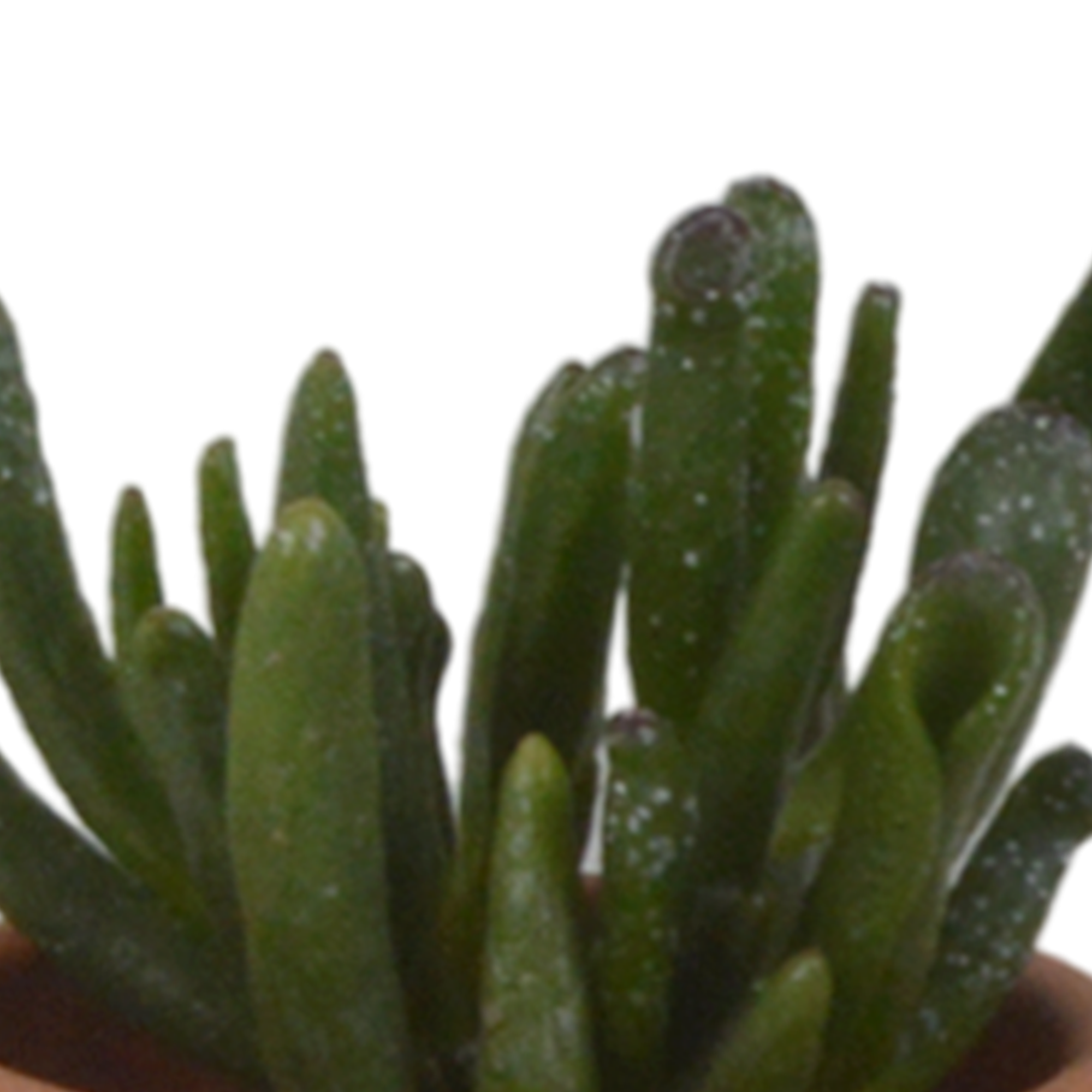 5x Mélange de plantes grasses - en pot terracotta - Ø5,5cm - ↕13cm - Plantes d’intérieur - Image 7
