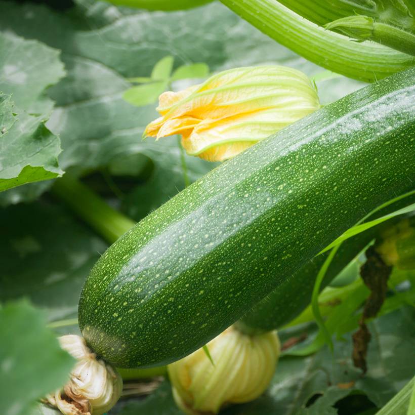 Promesse de Fleurs - Courgette Verte non coureuse des maraîchers Bio le sachet de 15 graines environ (2g)