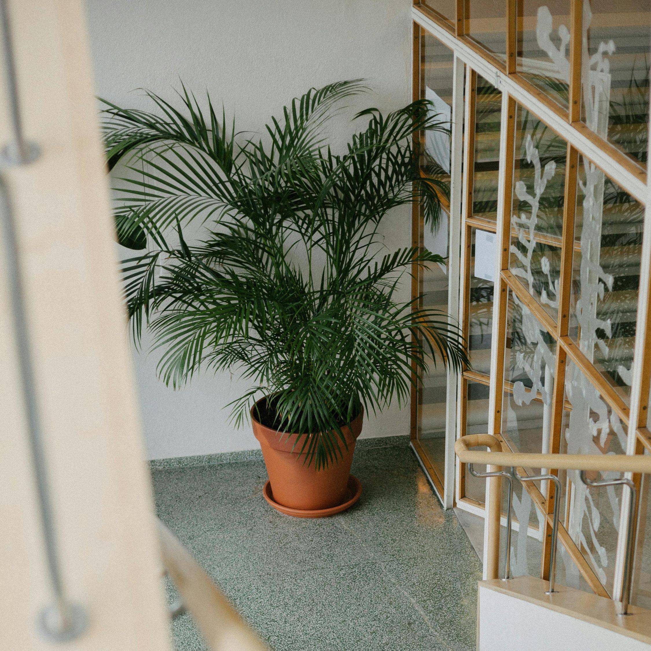 Plant In A Box - Palmier de salon - Chamaedorea elegans - Hauteur 80-90cm - ⌀20cm - Image 2