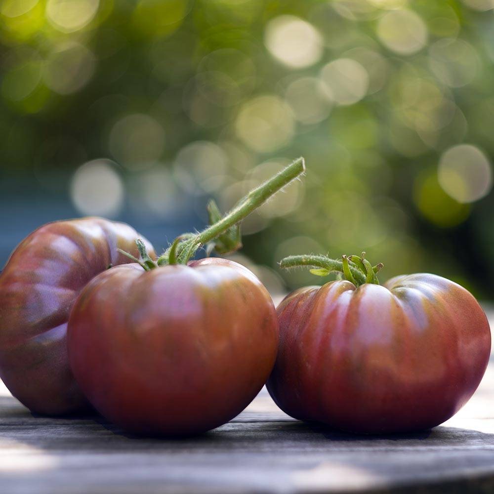 Tomate Noire de Crimée F1 en plants GREFFES Mini-motte Ø 3/4 cm (par 2)