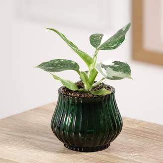 Philodendron White Wizard Pot de 12 cm / 13 cm