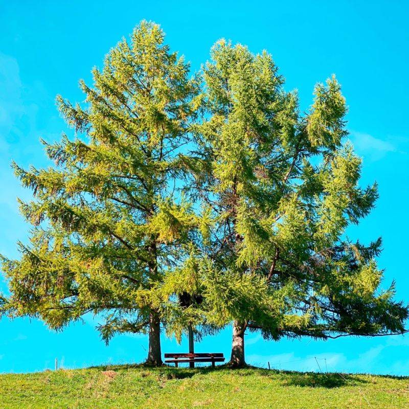 Mélèze d'Europe (Larix decidua) - Godet - Taille 20/40cm - Pépinières Naudet