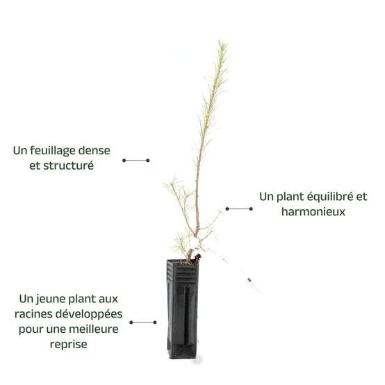 Mélèze d'Europe (Larix decidua) - Godet - Taille 20/40cm - Pépinières Naudet - Image 3
