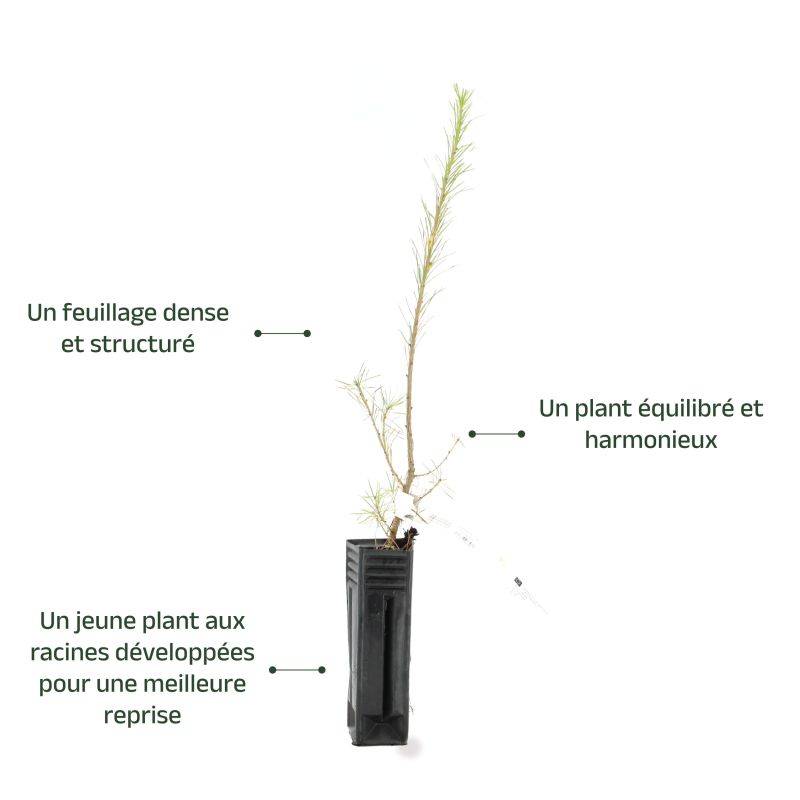 Mélèze d'Europe (Larix decidua) - Godet - Taille 20/40cm - Pépinières Naudet - Image 3