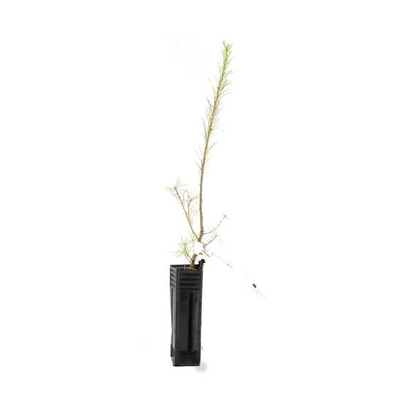 Mélèze d'Europe (Larix decidua) - Godet - Taille 20/40cm - Pépinières Naudet - Image 2