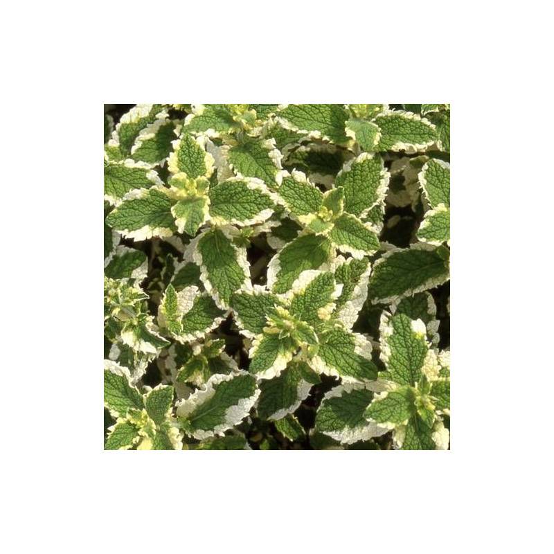 Menthe odorante panachée à fleurs Rose - feuillage Caduc - Godet - 5/20 cm-  hauteur à maturité De 0,15 m à 0,50 m - Imagen 1