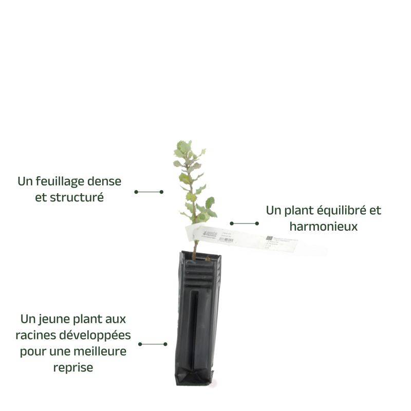 Chêne vert (Quercus ilex) - Godet - Taille 20/40cm - Pépinières Naudet - Image 4