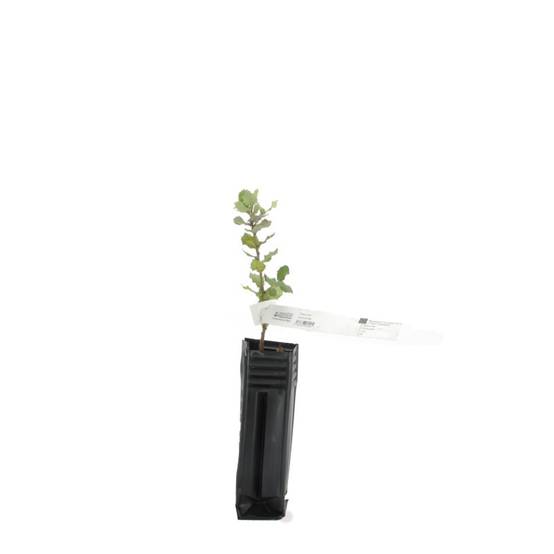 Chêne vert (Quercus ilex) - Godet - Taille 20/40cm - Pépinières Naudet - Image 3