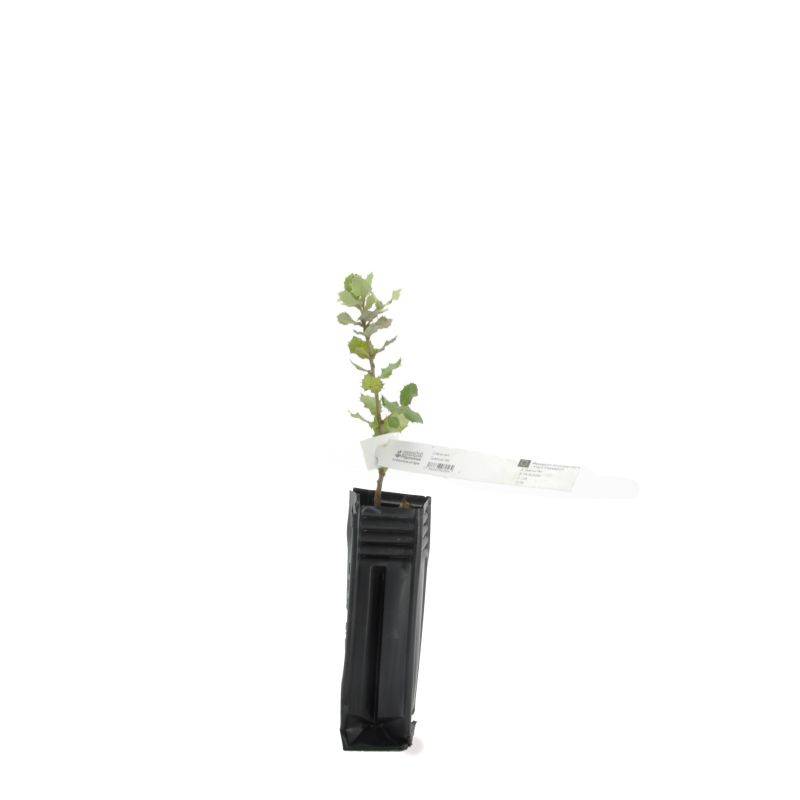 Chêne vert (Quercus ilex) - Godet - Taille 20/40cm - Pépinières Naudet - Image 3