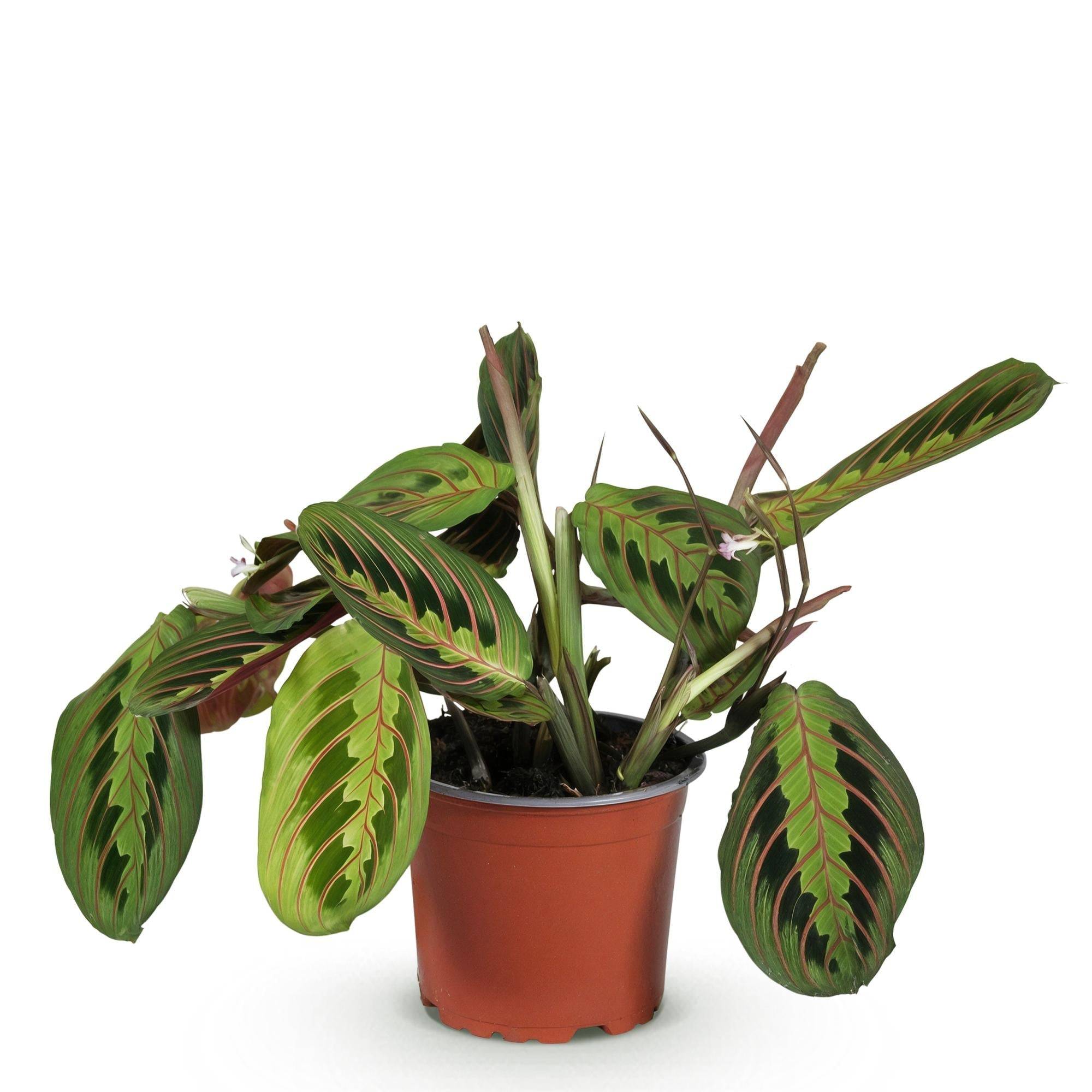 Maranta Fascinator - H35cm - Image 3
