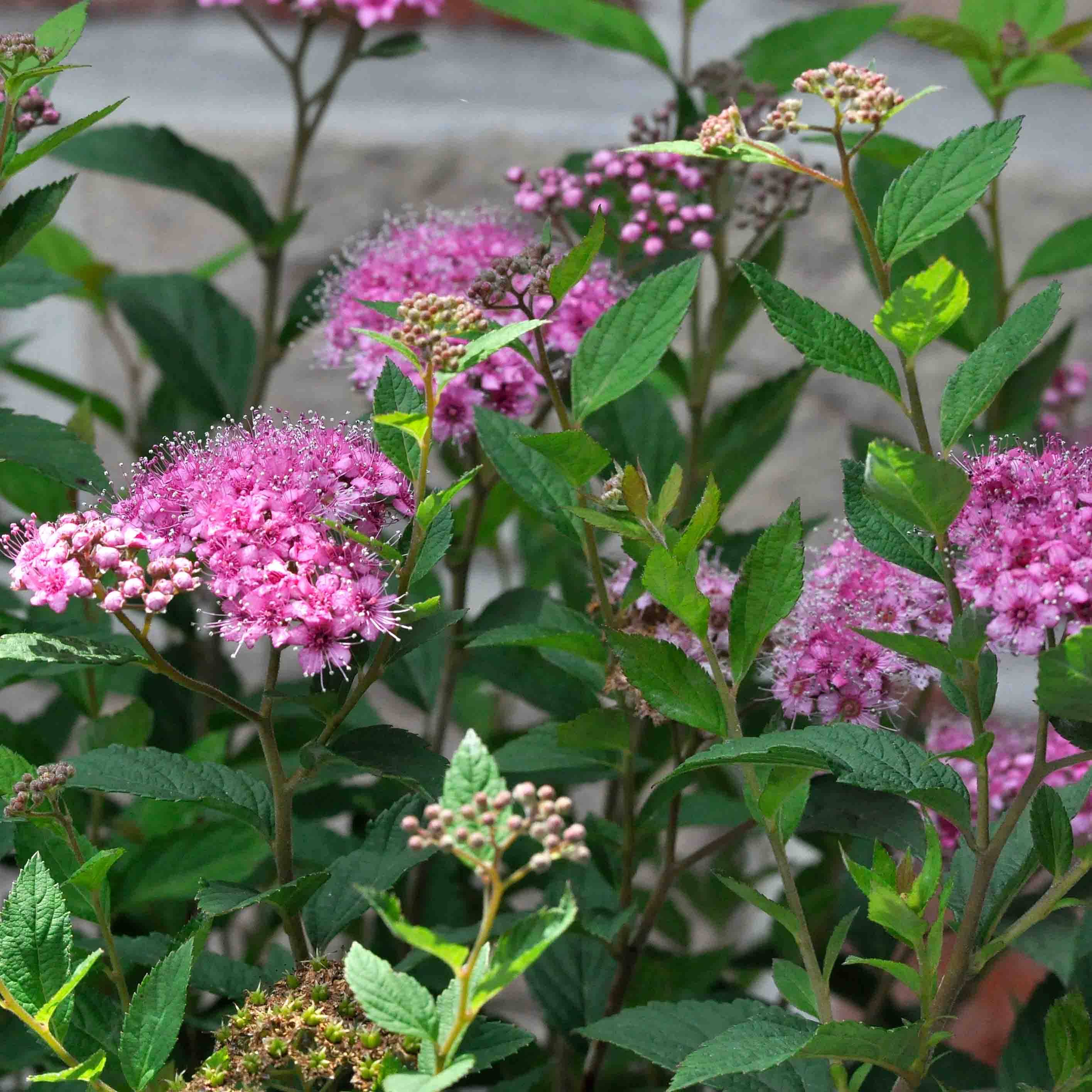 Promesse de Fleurs - Spirée japonaise Shirobana - Spiraea japonica Pot de 2L/3L - Image 1