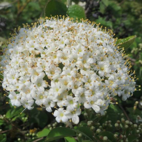 Viorne lantane, Viburnum à fleurs Blanche/ - feuillage Caduc - Pot de 4L - 40/60 cm - Image 2