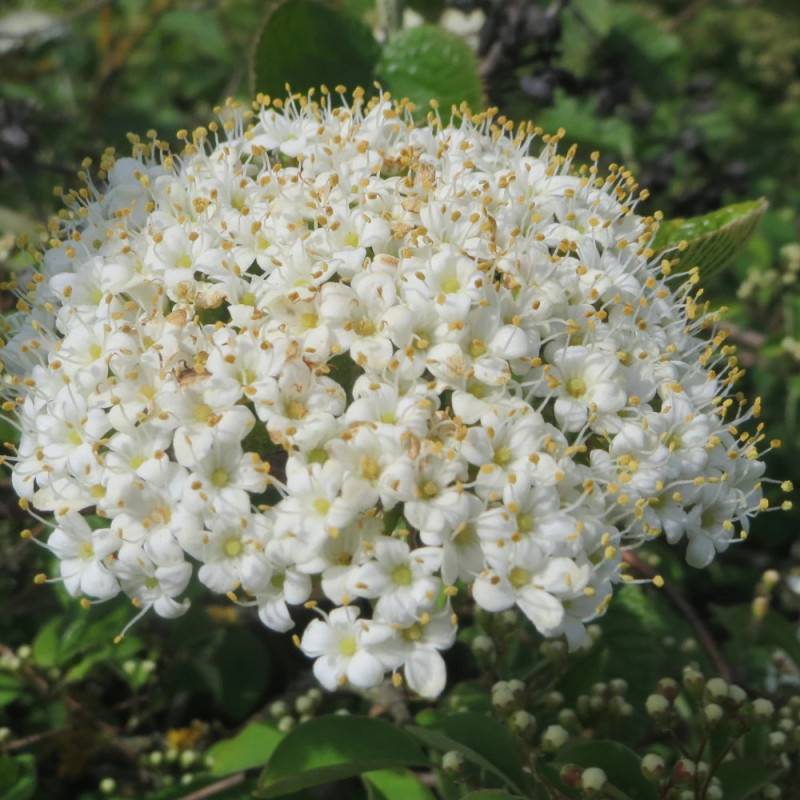 Viorne lantane, Viburnum à fleurs Blanche - feuillage Caduc - Pot de 4L - 40/60 cm-  hauteur à maturité De 1,50 m à 2,00 m - Image 2