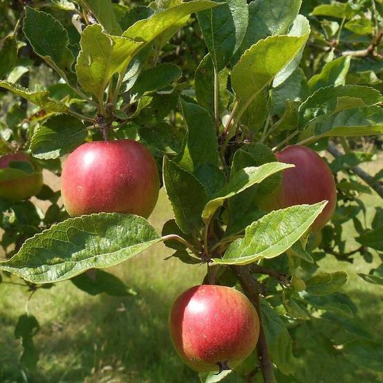 Pommier Harmonie® 'Delorina' - Bon rendement - Pot de 12L - Gobelet 3 ans - De 3,00 m à 5,00 m - Image 1