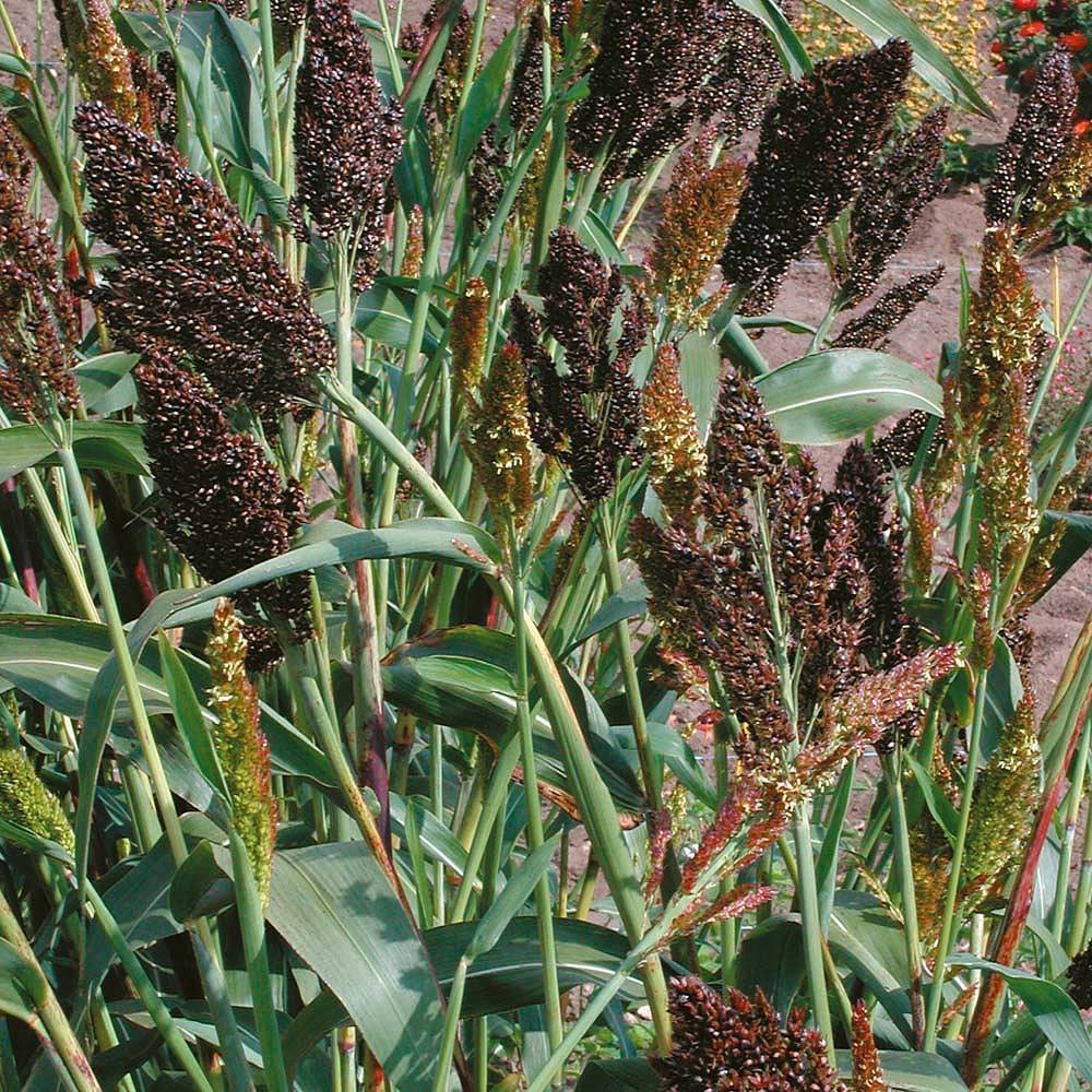 Graines de Sorghum nigrum - Sorgho, millet le sachet de 260 graines environ (5g)
