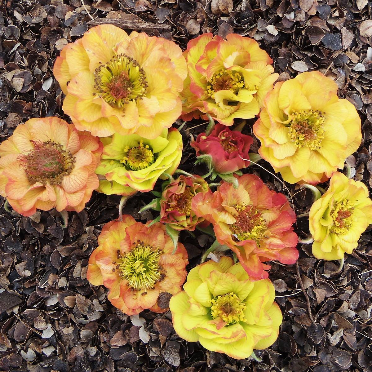 Promesse de Fleurs - Geum Tutti Frutti - Benoîte jaune orangé Mini-motte Ø 3/4 cm (par 3)