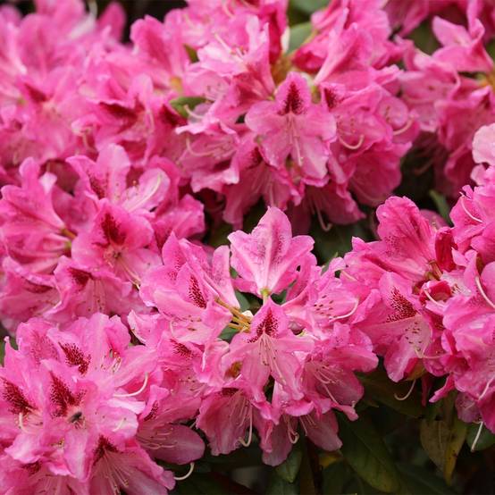 Rhododendron yakushimanum Sneezy Pot de 2L/3L - Image 1