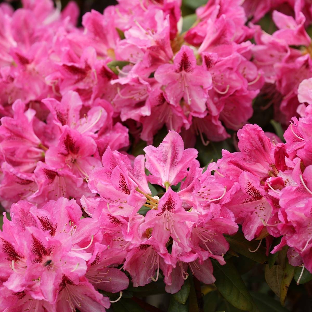 Rhododendron yakushimanum Sneezy Pot de 2L/3L - Image 1