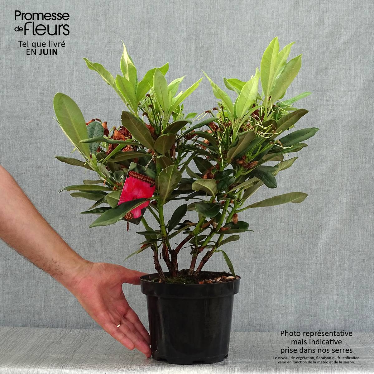Rhododendron yakushimanum Sneezy Pot de 2L/3L - Image 2