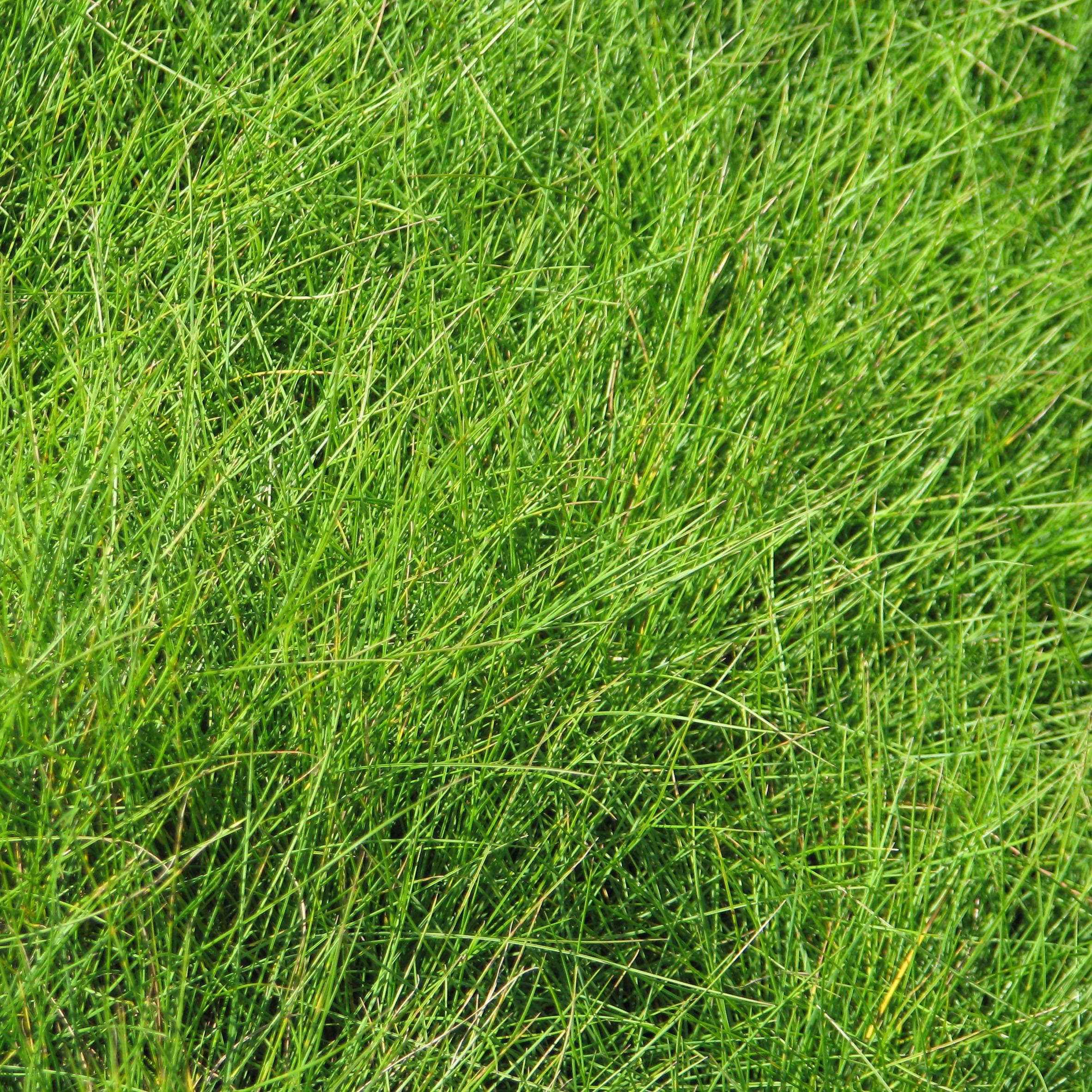 Festuca filiformis - Fétuque à feuilles capillaires Godet de 8/9 cm