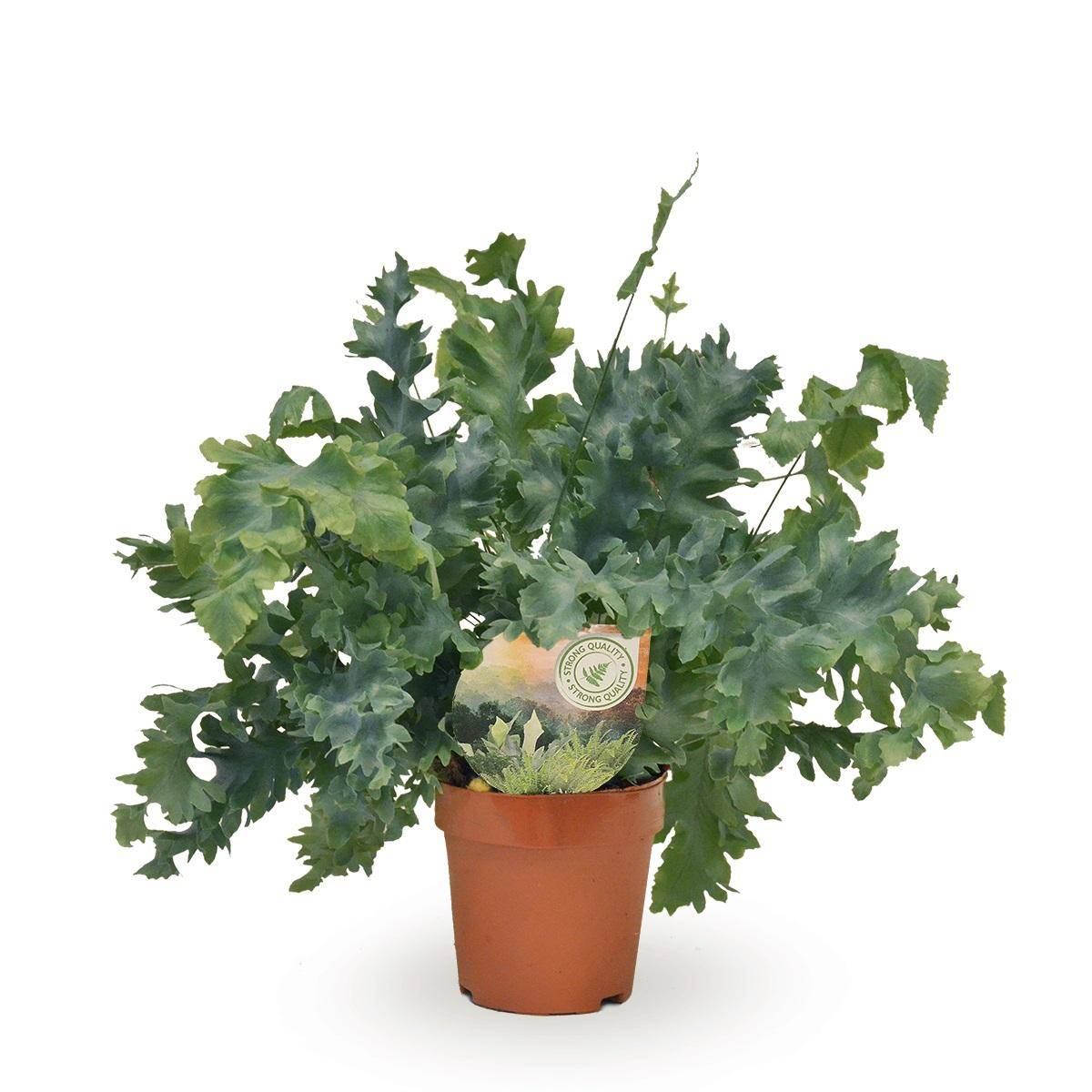 La Green Touch - Phlebodium Davana 35cm - Plante d'intérieur- La Green Touch