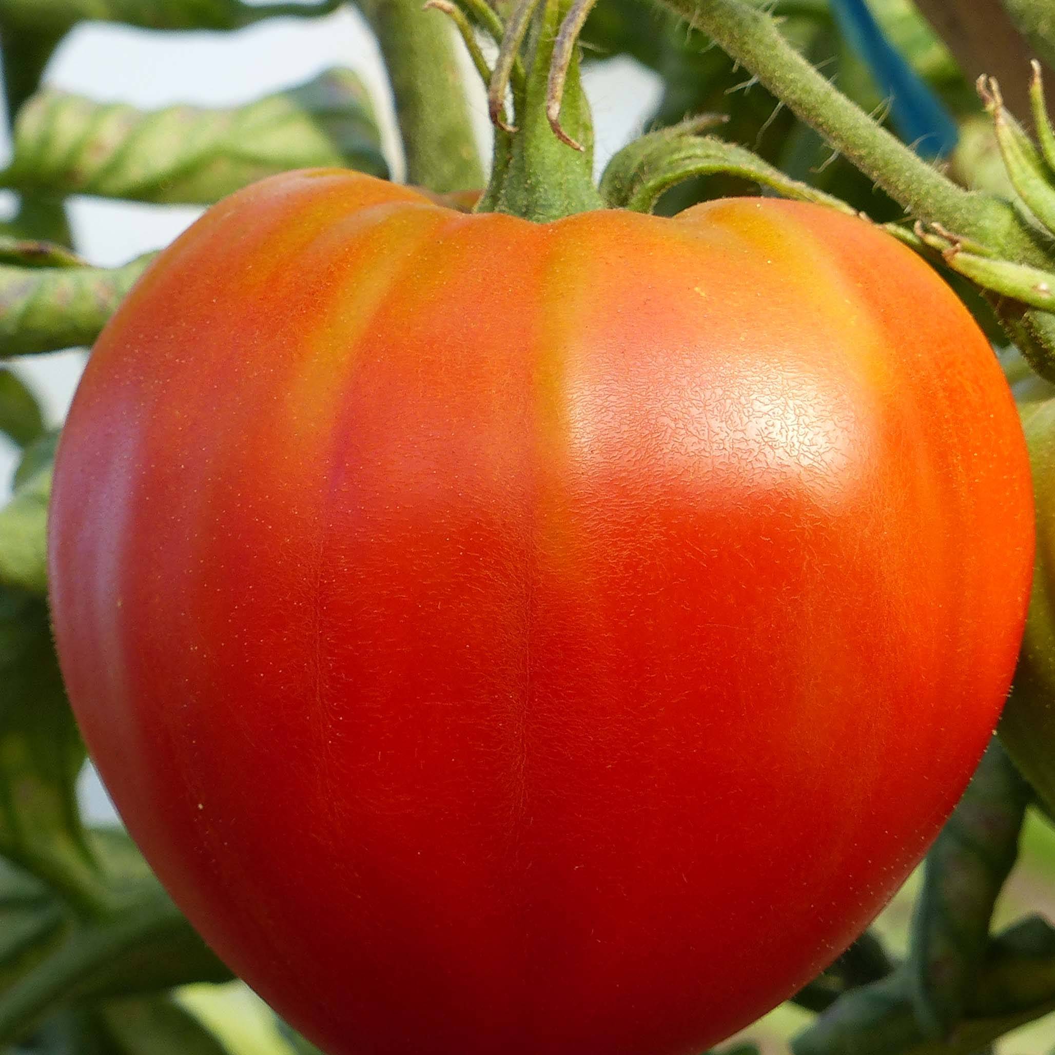 Tomate Cuor di Bue - Cœur de Bœuf Bio le sachet de 50 graines environ (0,2g)