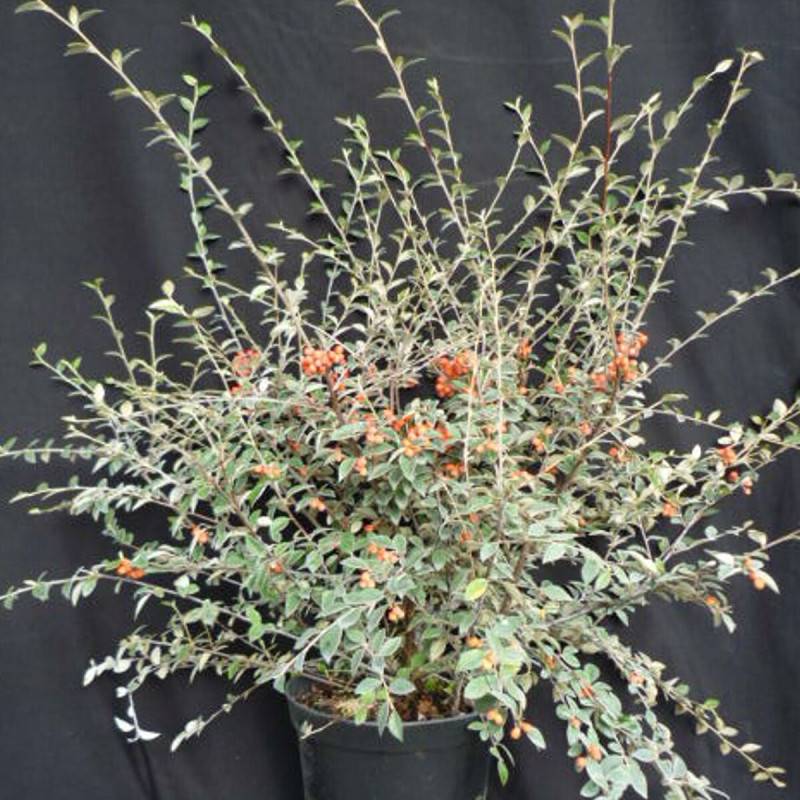 Cotoneaster de Franchet, Cotonéaster à fleurs Blanche - feuillage Semi-Persistant - Godet - 5/20 cm-  hauteur à maturité De 3,00 m à 5,00 m - Image 8