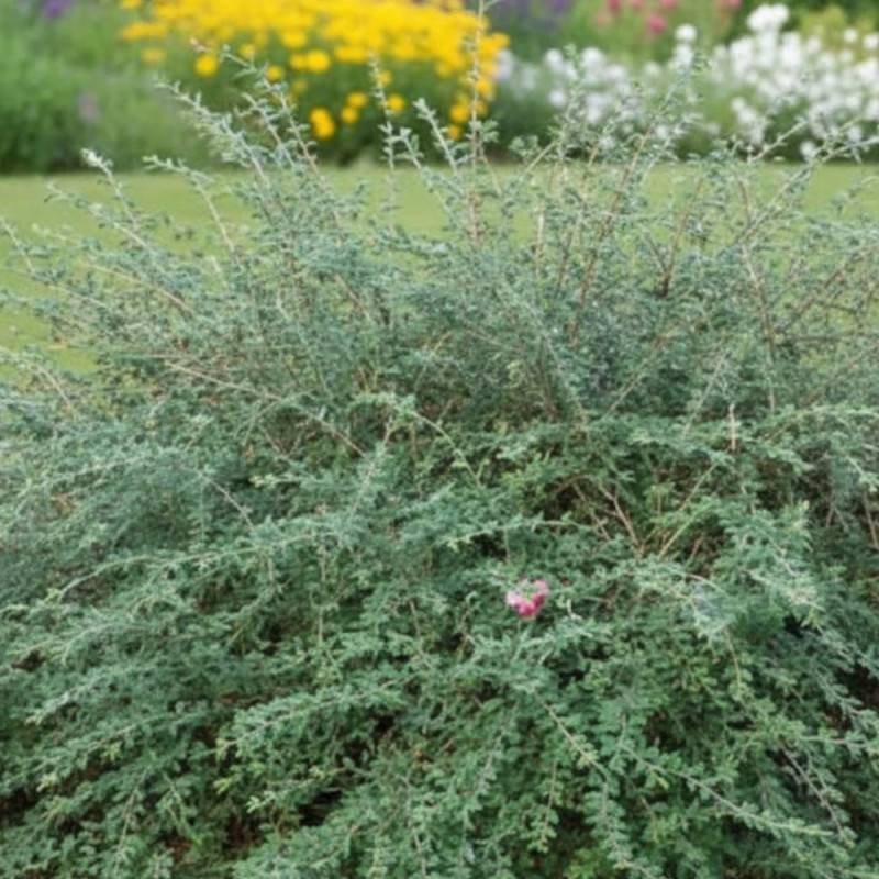 Cotoneaster de Franchet, Cotonéaster à fleurs Blanche - feuillage Semi-Persistant - Godet - 5/20 cm-  hauteur à maturité De 3,00 m à 5,00 m - Image 5