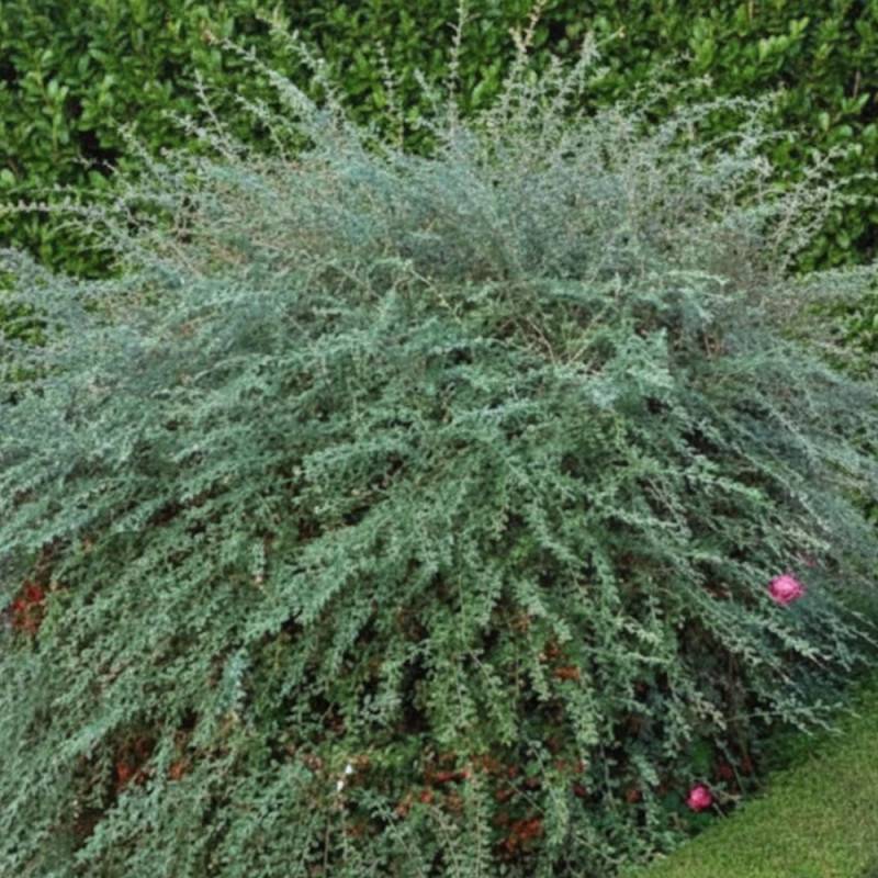 Cotoneaster de Franchet, Cotonéaster à fleurs Blanche - feuillage Semi-Persistant - Godet - 5/20 cm-  hauteur à maturité De 3,00 m à 5,00 m - Image 6