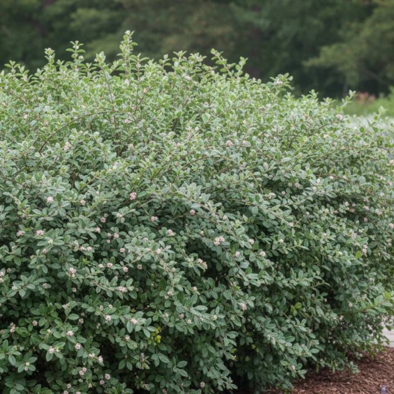 Cotoneaster de Franchet, Cotonéaster à fleurs Blanche - feuillage Semi-Persistant - Godet - 5/20 cm-  hauteur à maturité De 3,00 m à 5,00 m - Image 3