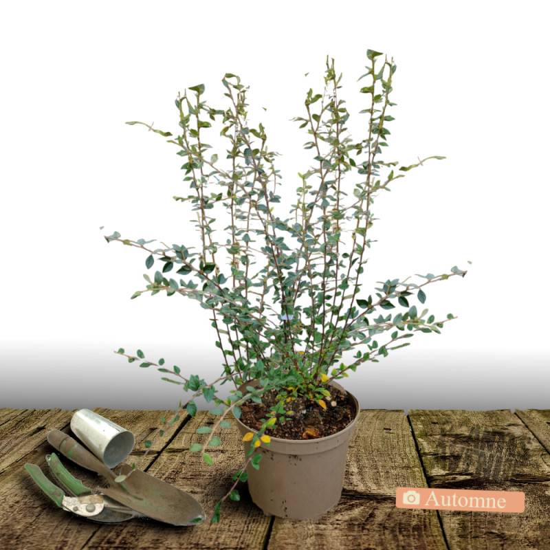 Cotoneaster de Franchet, Cotonéaster à fleurs Blanche - feuillage Semi-Persistant - Godet - 5/20 cm-  hauteur à maturité De 3,00 m à 5,00 m - Image 9