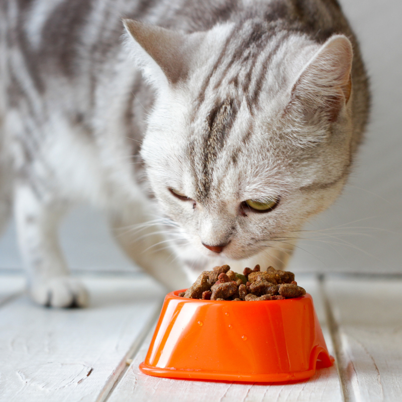 Almo Nature - Almo Nature - Barquettes Sans Céréales Bio Organic pour Chat au Saumon - Imagen 2