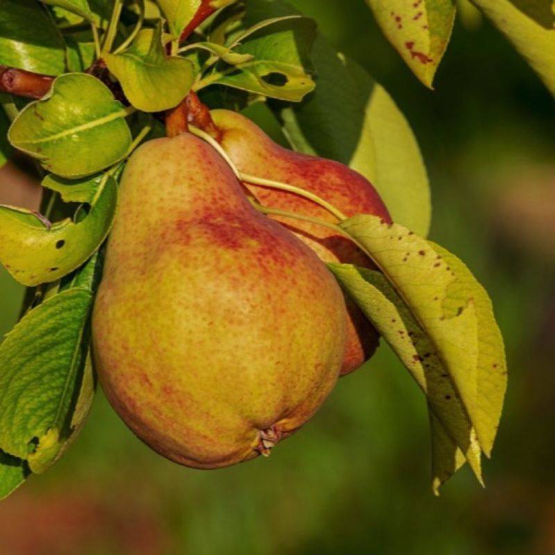 Poirier 'Beurré Giffard' (Pyrus communis 'Beurré Giffard') - Scion de 80 à 100cm - Pépinières Naudet - Imagen 1