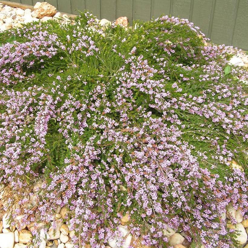 Promesse de Fleurs - Thryptomene saxicola Godet de 8/9 cm