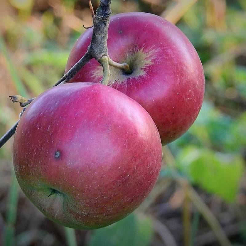 Pommier Calville Rouge - Bon rendement - Pot de 10L - Gobelet 2 ans - 120/150 cm - De 3,00 m à 5,00 m - Imagen 5