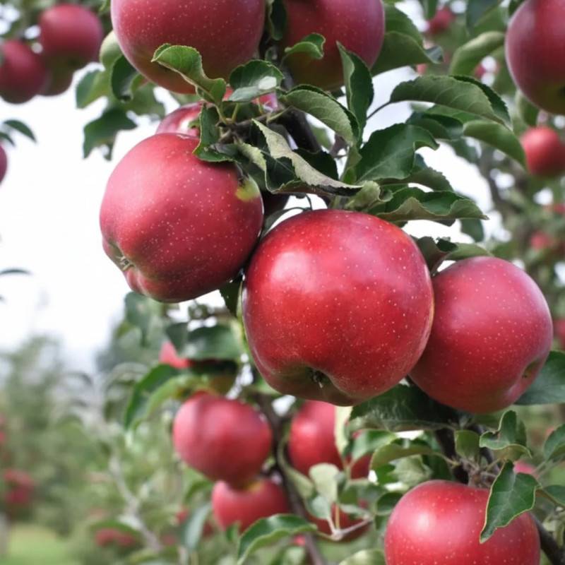 Pommier Calville Rouge - Bon rendement - Pot de 10L - Gobelet 2 ans - 120/150 cm - De 3,00 m à 5,00 m - Imagen 4
