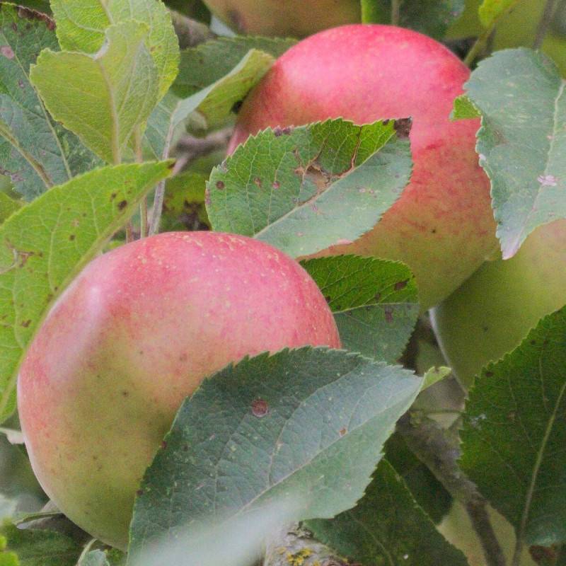 Pommier Calville Rouge - Bon rendement - Pot de 10L - Gobelet 2 ans - 120/150 cm - De 3,00 m à 5,00 m - Imagen 1