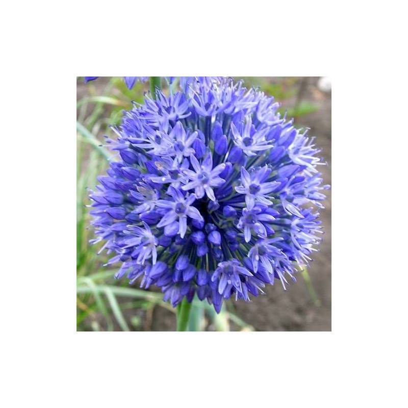 Ail d'ornement bleu à fleurs Bleue/ - feuillage Semi-Persistant - Godet - 5/20 cm