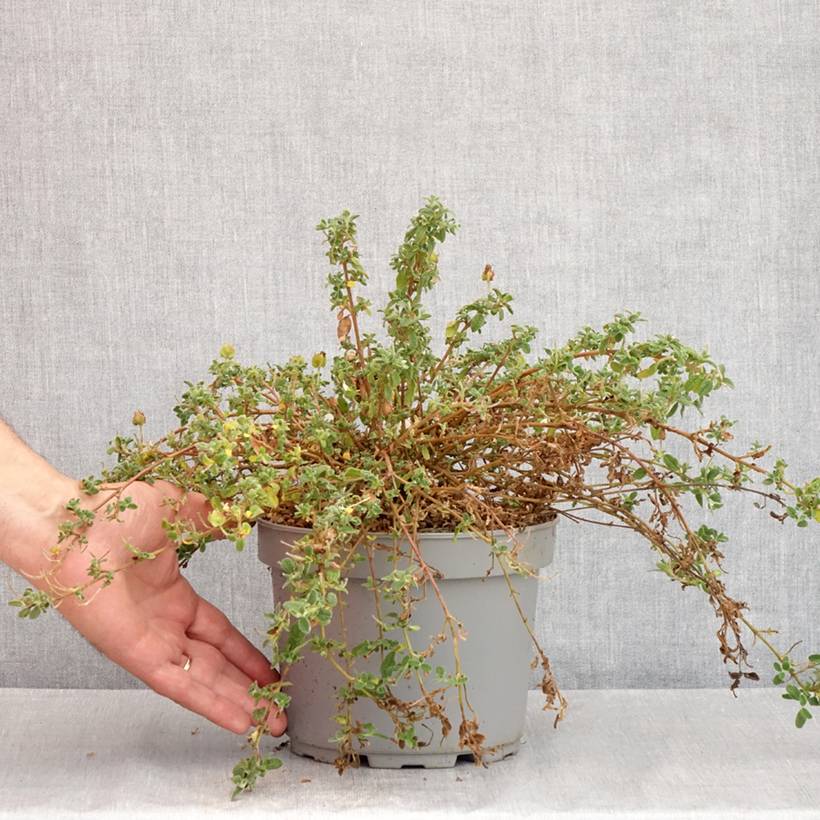 Promesse de Fleurs - Ciste obtusifolius - Cistus obtusifolius Pot de 2L/3L - Image 2