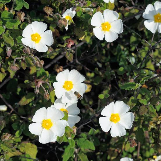 Promesse de Fleurs - Ciste obtusifolius - Cistus obtusifolius Pot de 2L/3L - Image 1
