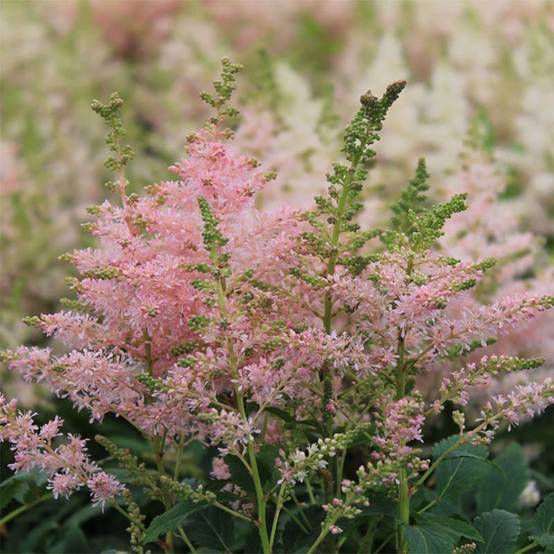 Astilbe Younique® Silvery Pink Pot de 2L/3L