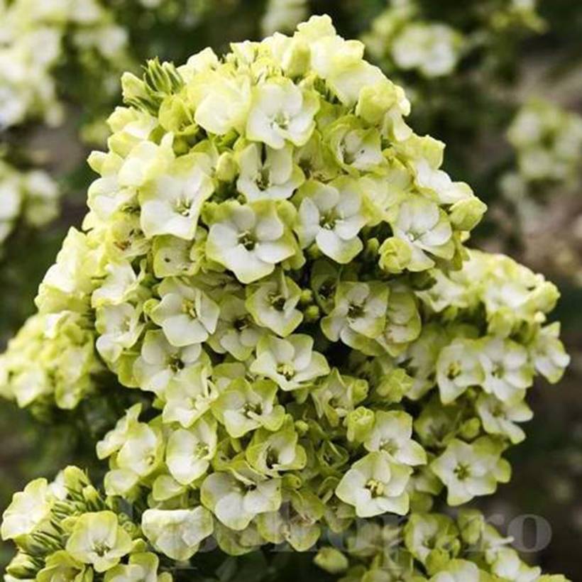 Phlox paniculata Orchid Green - Phlox paniculé Pot de 12 cm / 13 cm