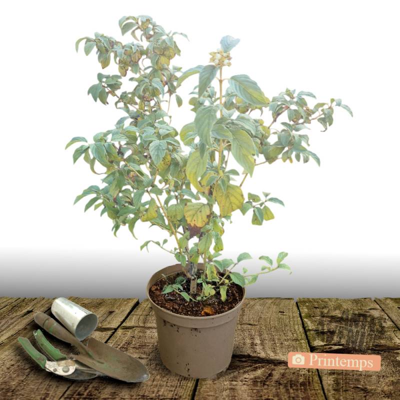 Cornouiller soyeux Flaviramea, Cornus à fleurs Blanche - feuillage Caduc - Pot de 7,5L - 60/80 cm-  hauteur à maturité De 1,50 m à 2,00 m - Imagen 4