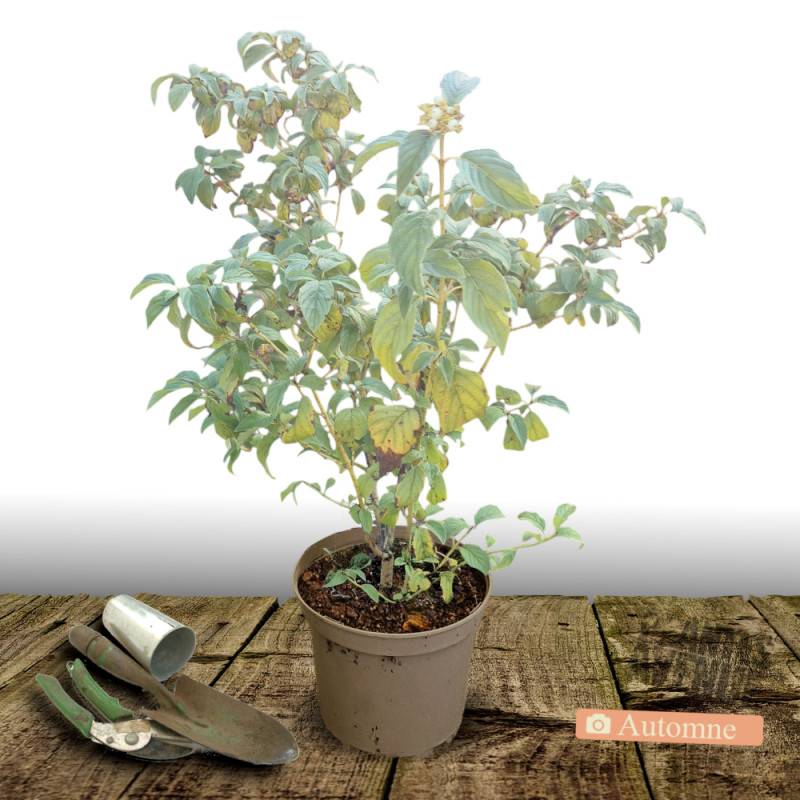 Cornouiller soyeux Flaviramea, Cornus à fleurs Blanche - feuillage Caduc - Pot de 7,5L - 60/80 cm-  hauteur à maturité De 1,50 m à 2,00 m - Imagen 2