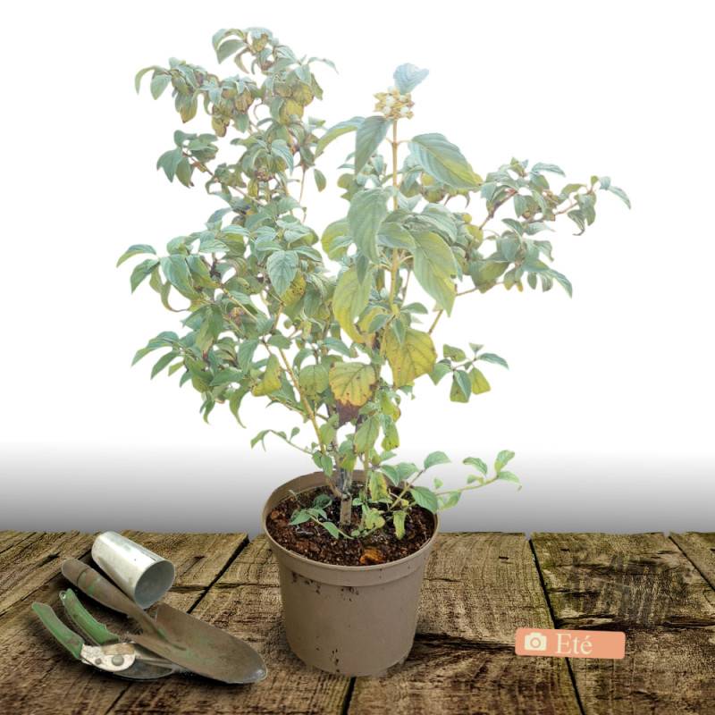 Cornouiller soyeux Flaviramea, Cornus à fleurs Blanche - feuillage Caduc - Pot de 7,5L - 60/80 cm- hauteur à maturité De 1,50 m à 2,00 m - Image 3