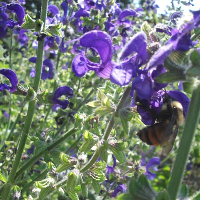 Promesse de Fleurs - Salvia pratensis Twilight Serenade - Sauge des près Godet de 8/9 cm
