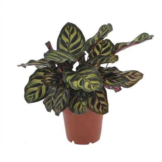 Calathea Makoyana - Plante Paon - Pot de 12cm - Hauteur 25cm - 1 plante - Sans cache-pot - Plantes d'intérieur - Image 2