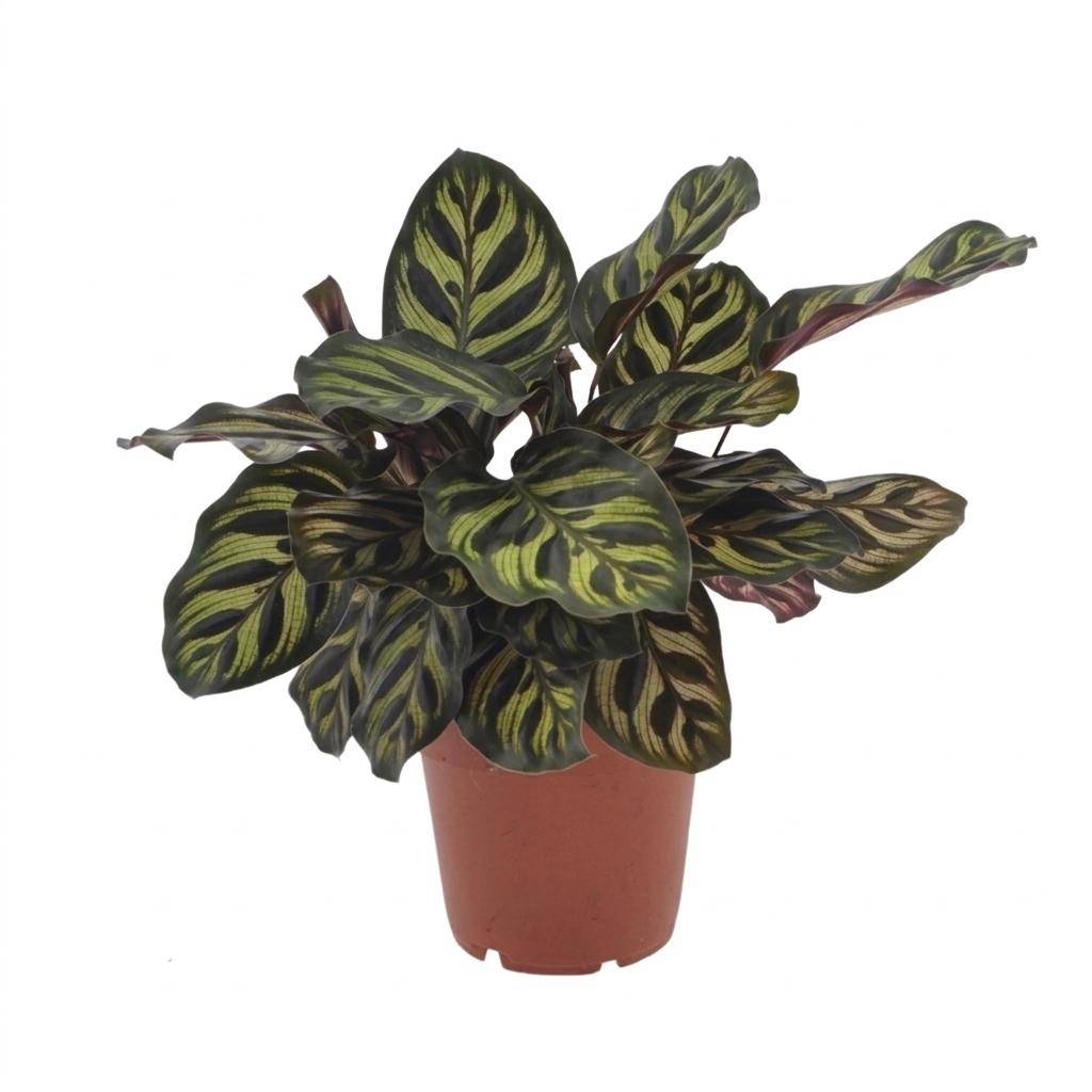 Calathea Makoyana - Plante Paon - Pot de 12cm - Hauteur 25cm - 1 plante - Sans cache-pot - Plantes d'intérieur - Image 2