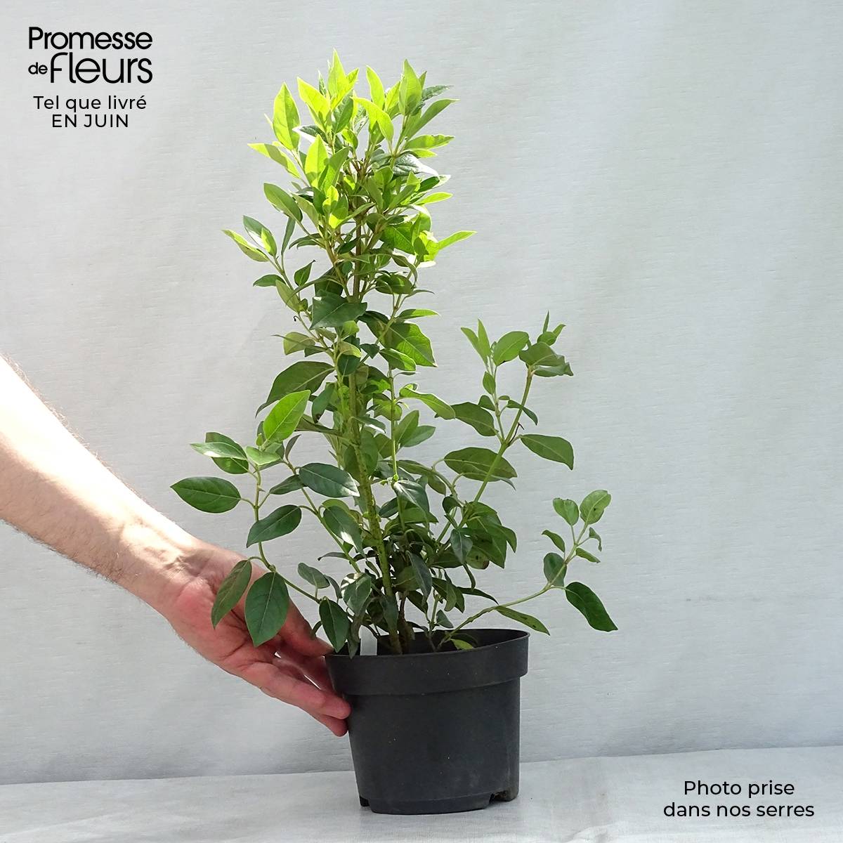 Promesse de Fleurs - Viburnum tinus Spirit - Laurier tin Pot de 1,5L/2L - Image 2